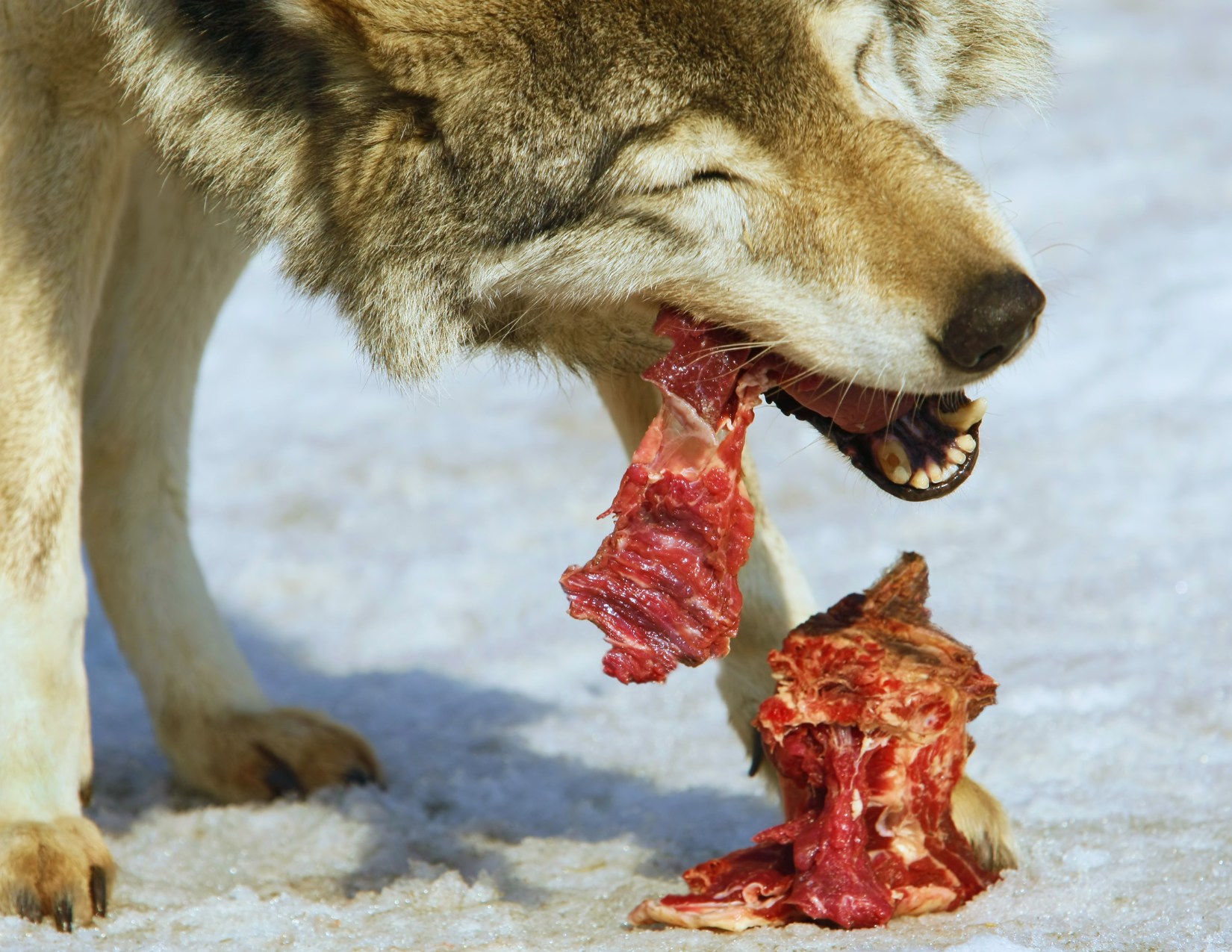 Animal Fiber for Dogs: Why Hair & Feathers Matter in a Whole Prey Raw Diet