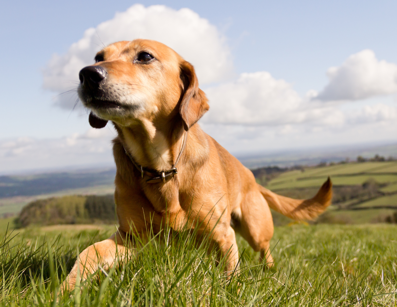 Life Changing Benefits of a Raw Diet