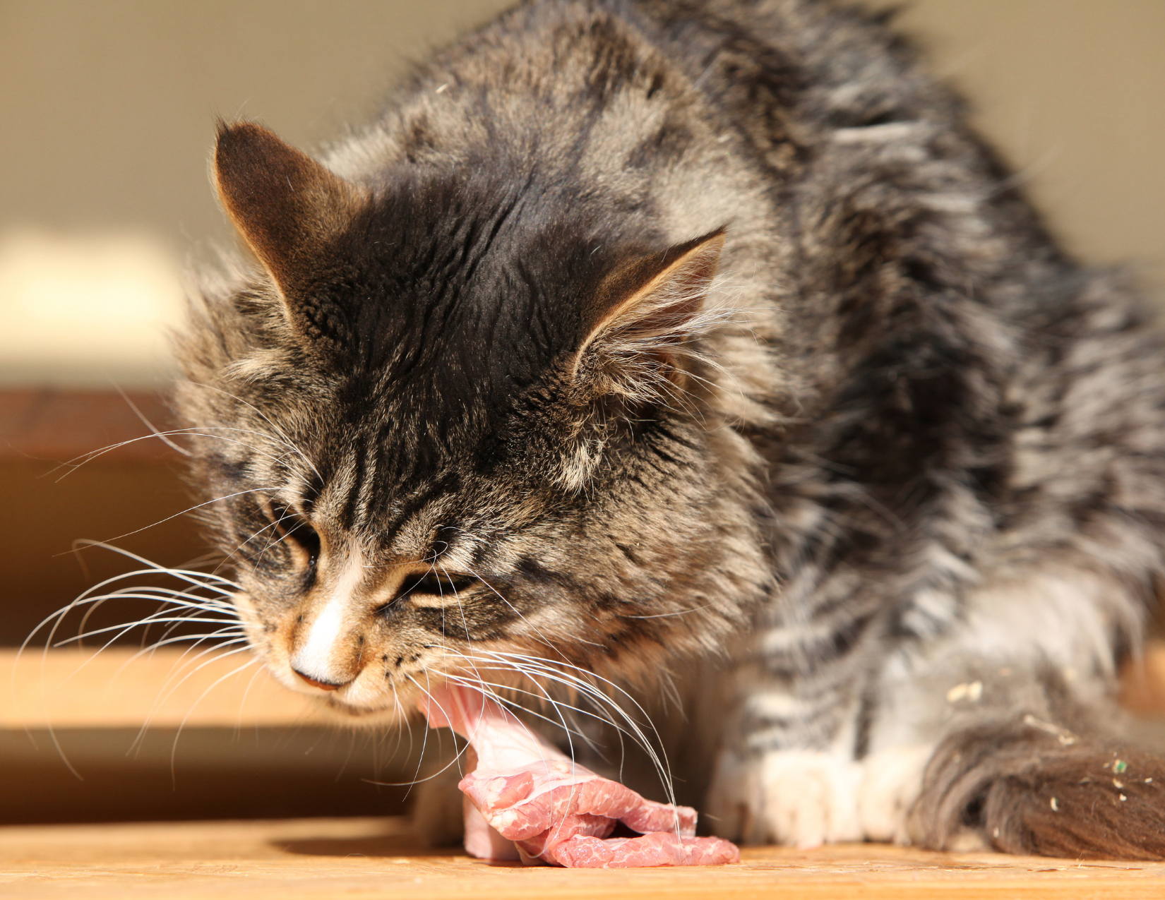 The Expert Guide to Transitioning from Kibble Feed to a Prey Model Raw Diet