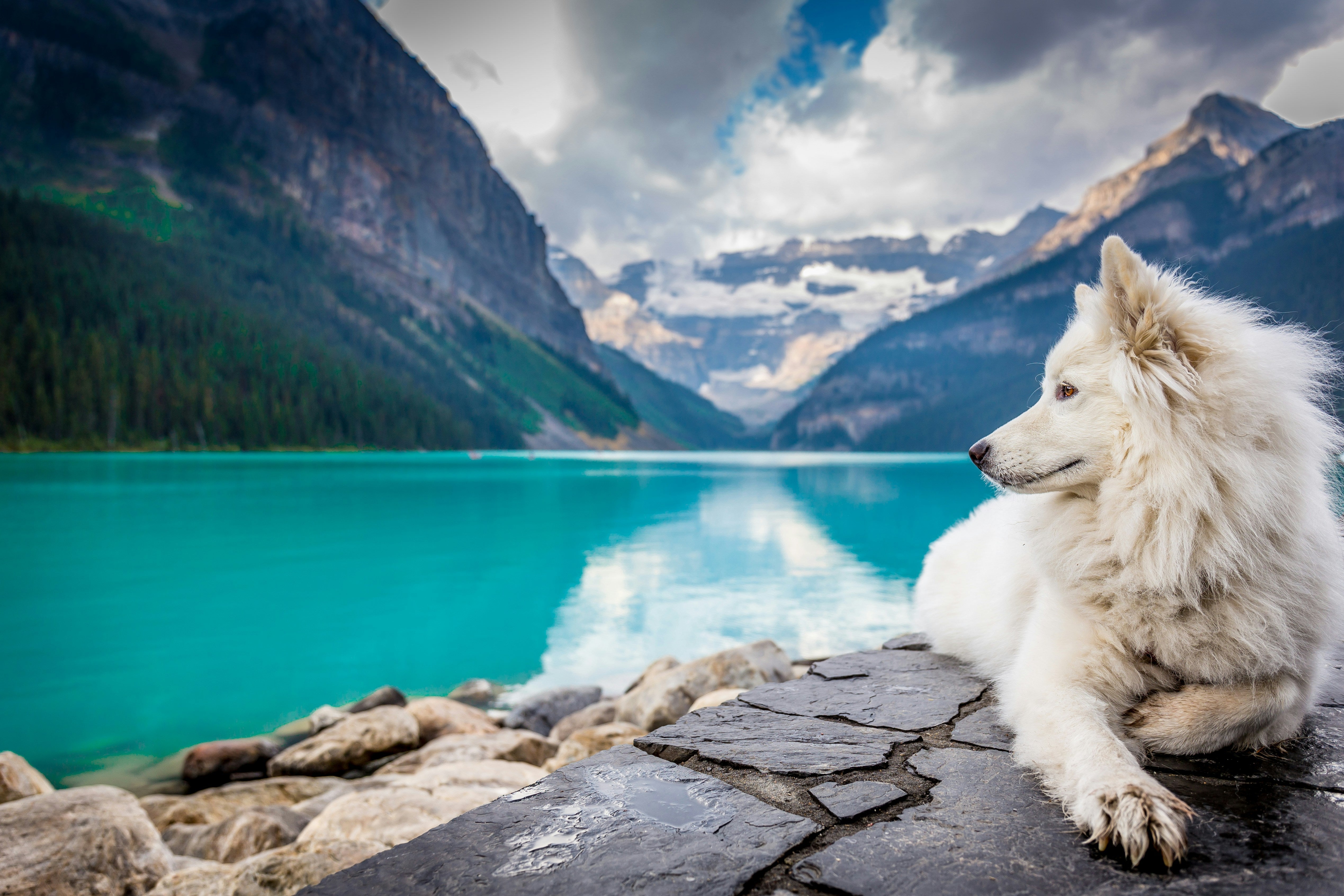 Wolf vs. Dog - What's the Real Reason They're So Different?