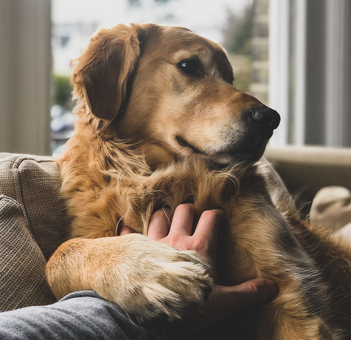 How a Prey Model Raw Diet Can Support Pets with Kidney Disease