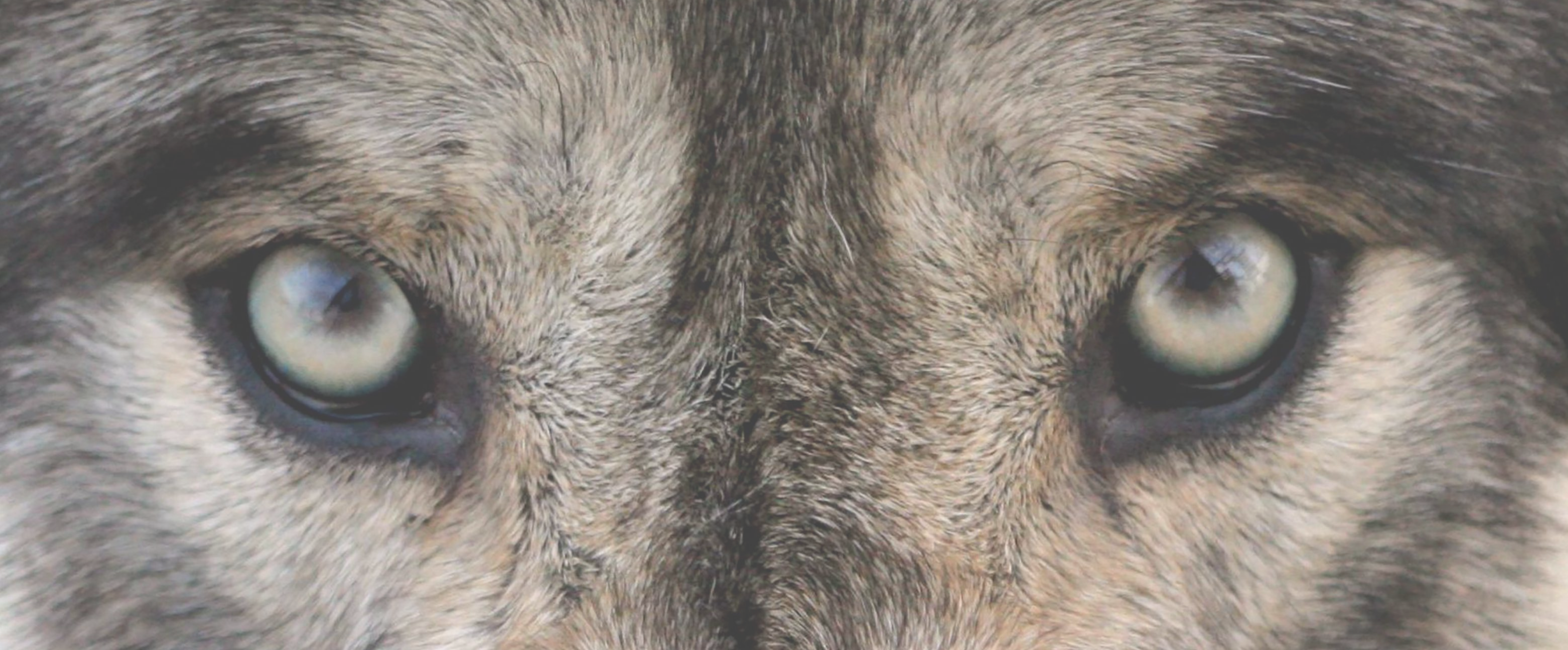 100 LB Bulk Buy: Los Angeles