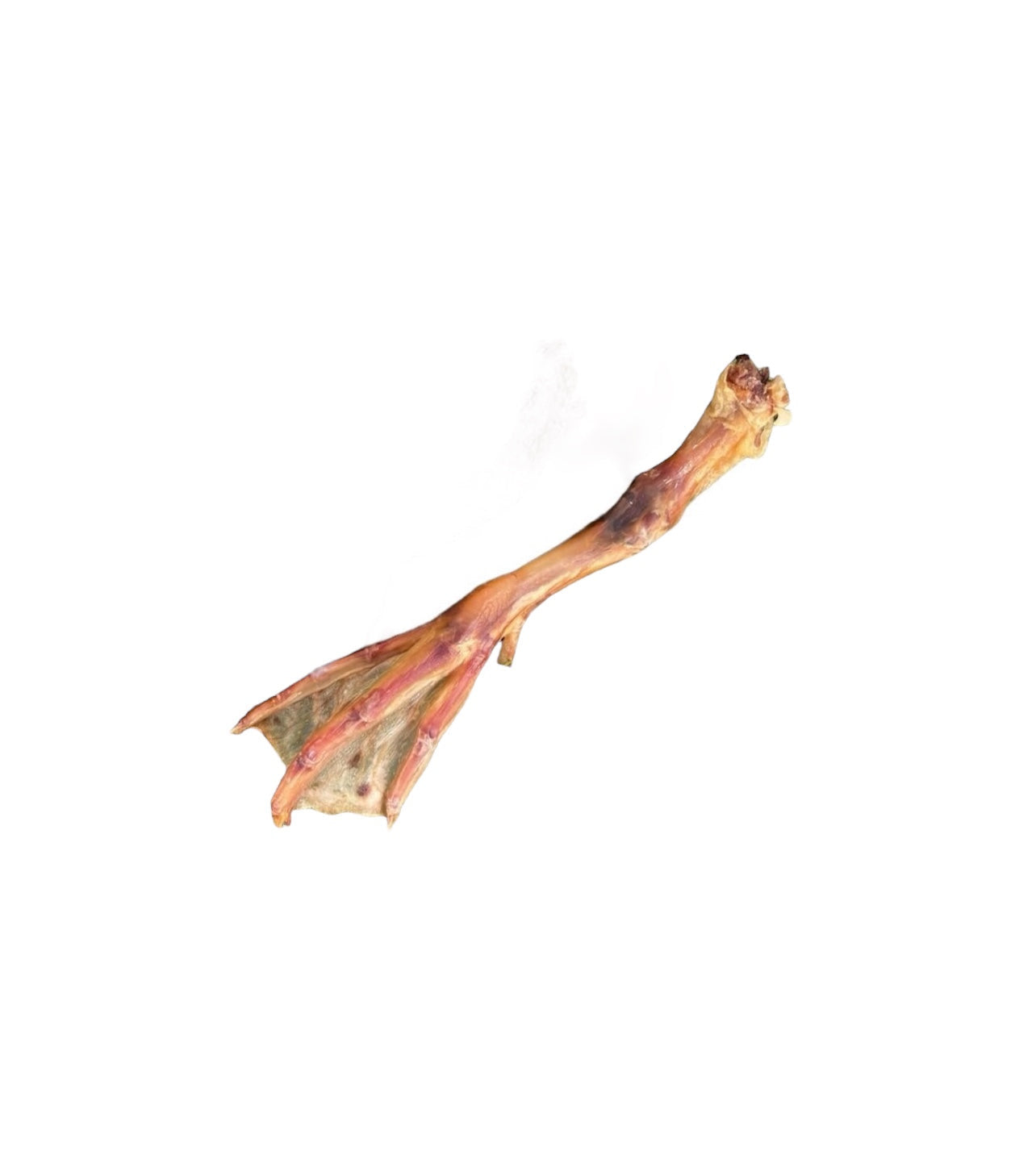 Single dehydrated duck foot close-up