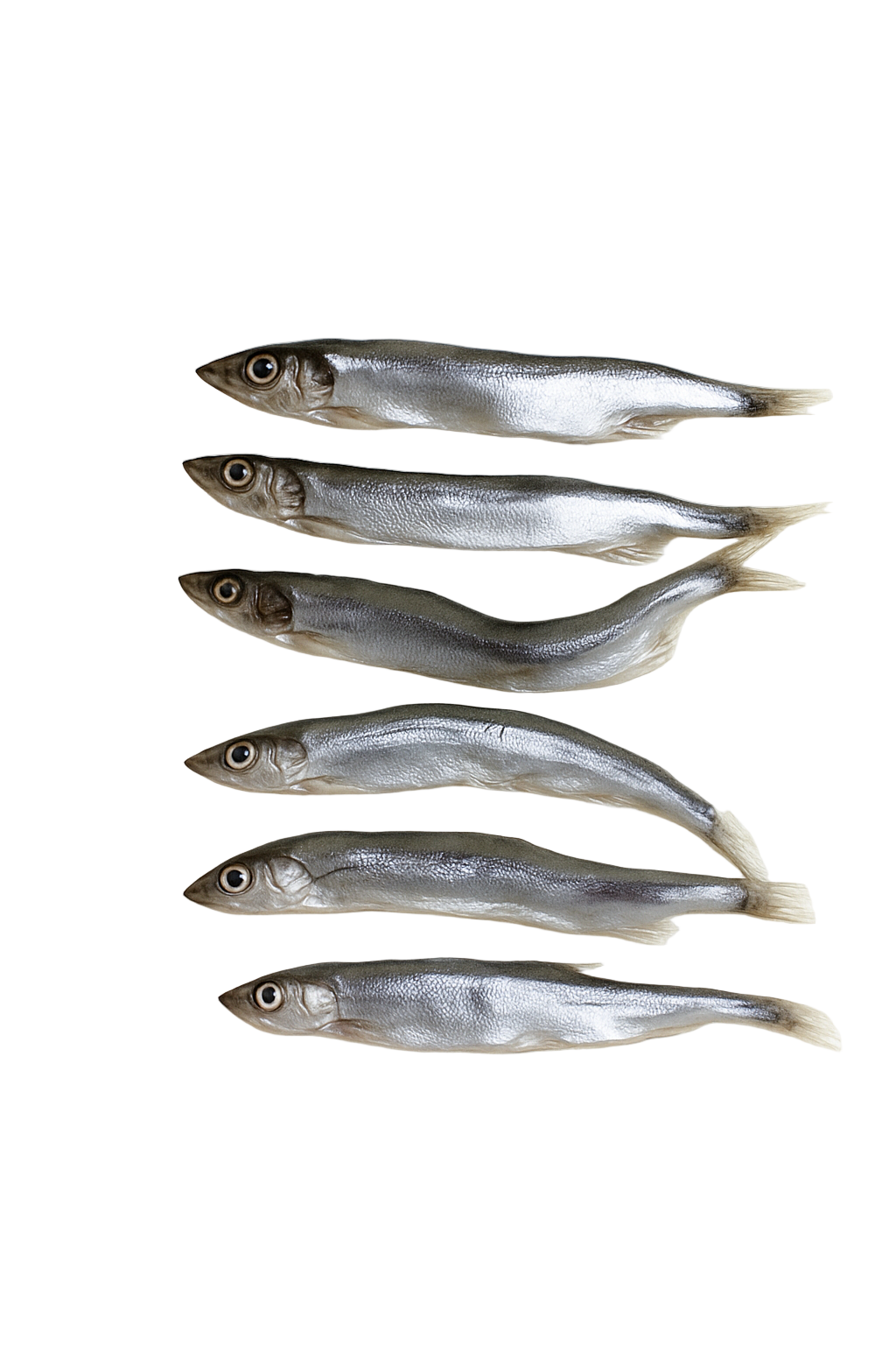 Raw Wild Caught Capelin