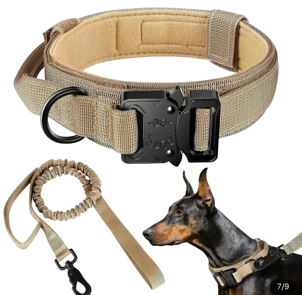 Dog wearing tactical collar with attached leash