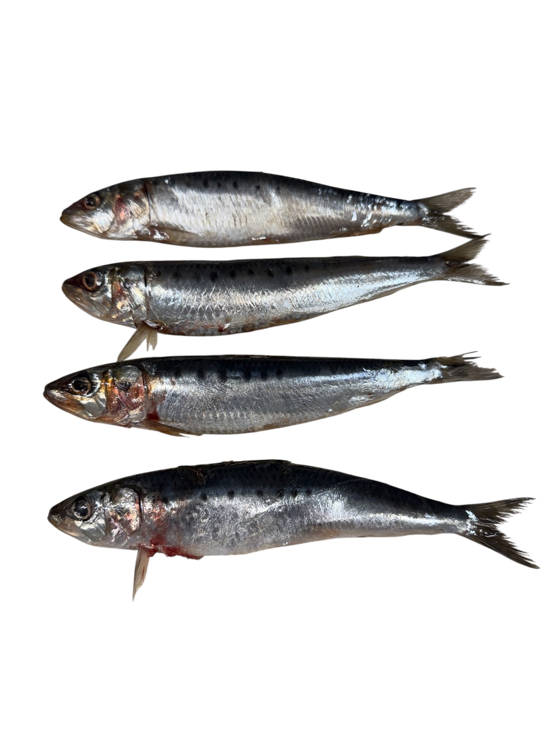 Raw Sardines