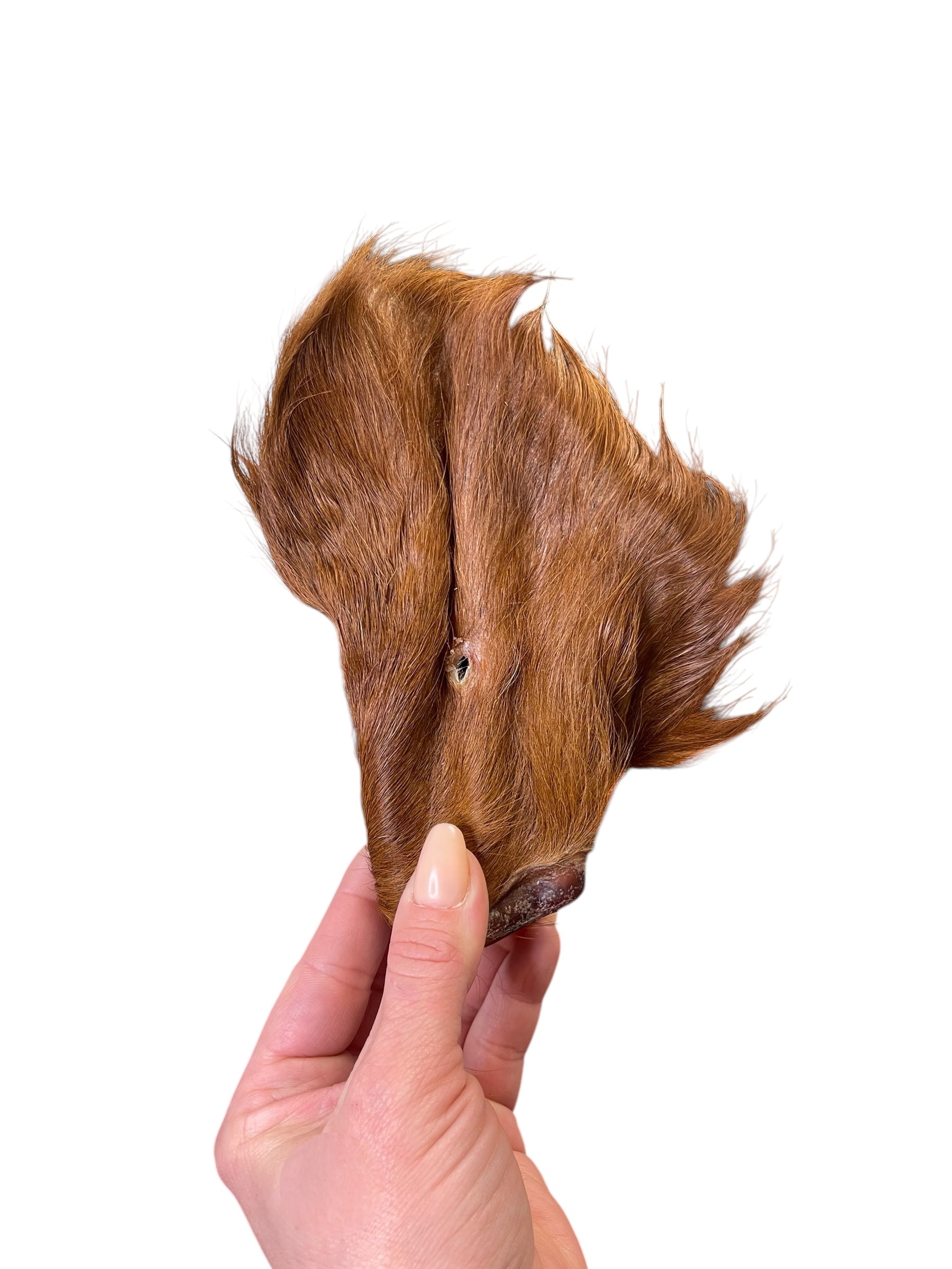 Hand holding a dehydrated beef ear with fur for dogs