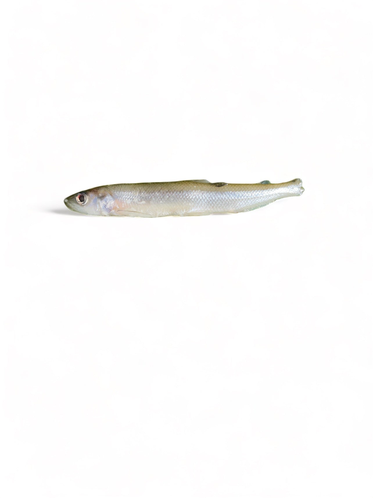 Raw smelt close-up showing shiny scales and eyes