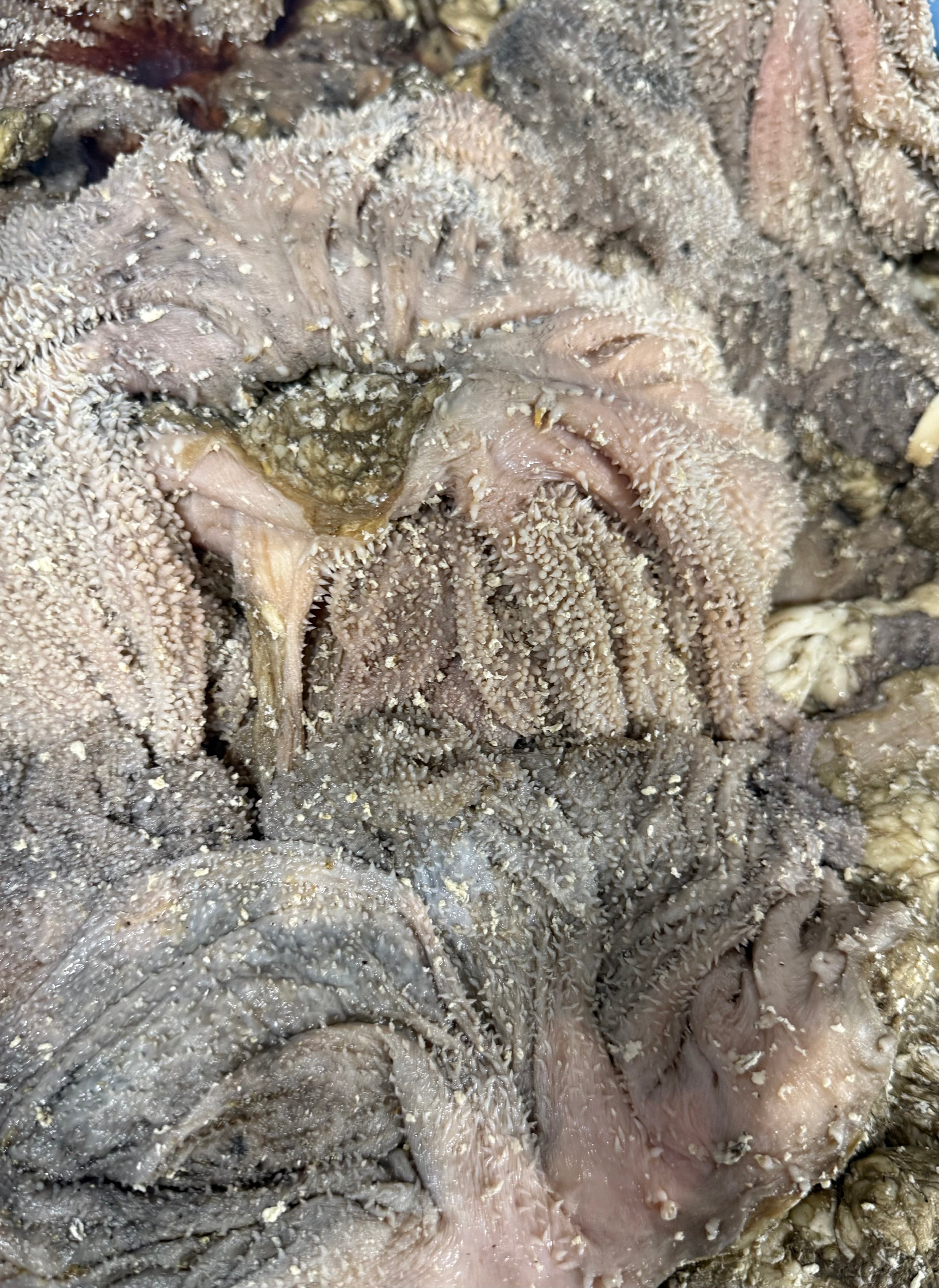 Raw Beef Green Tripe 50 Pound Bulk