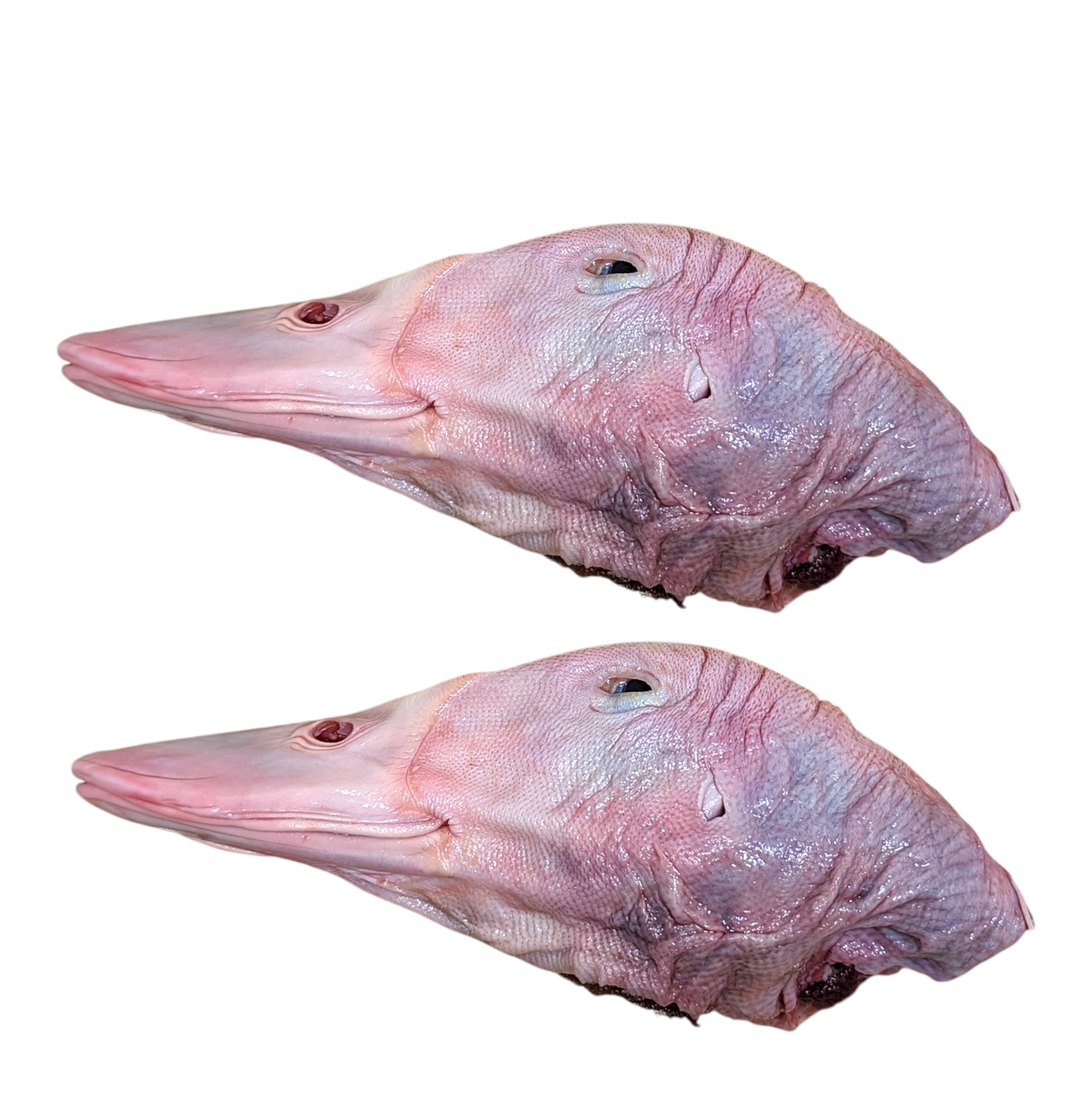 Close-up of raw duck head texture