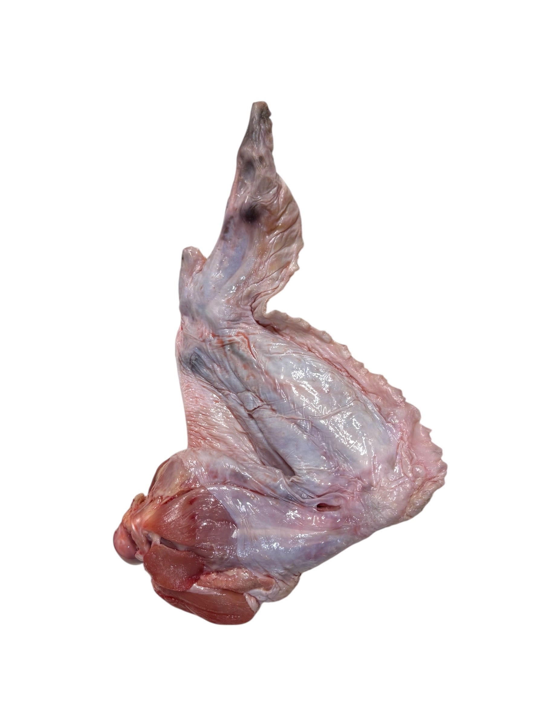 Single ingredient turkey chew for raw-fed dogs