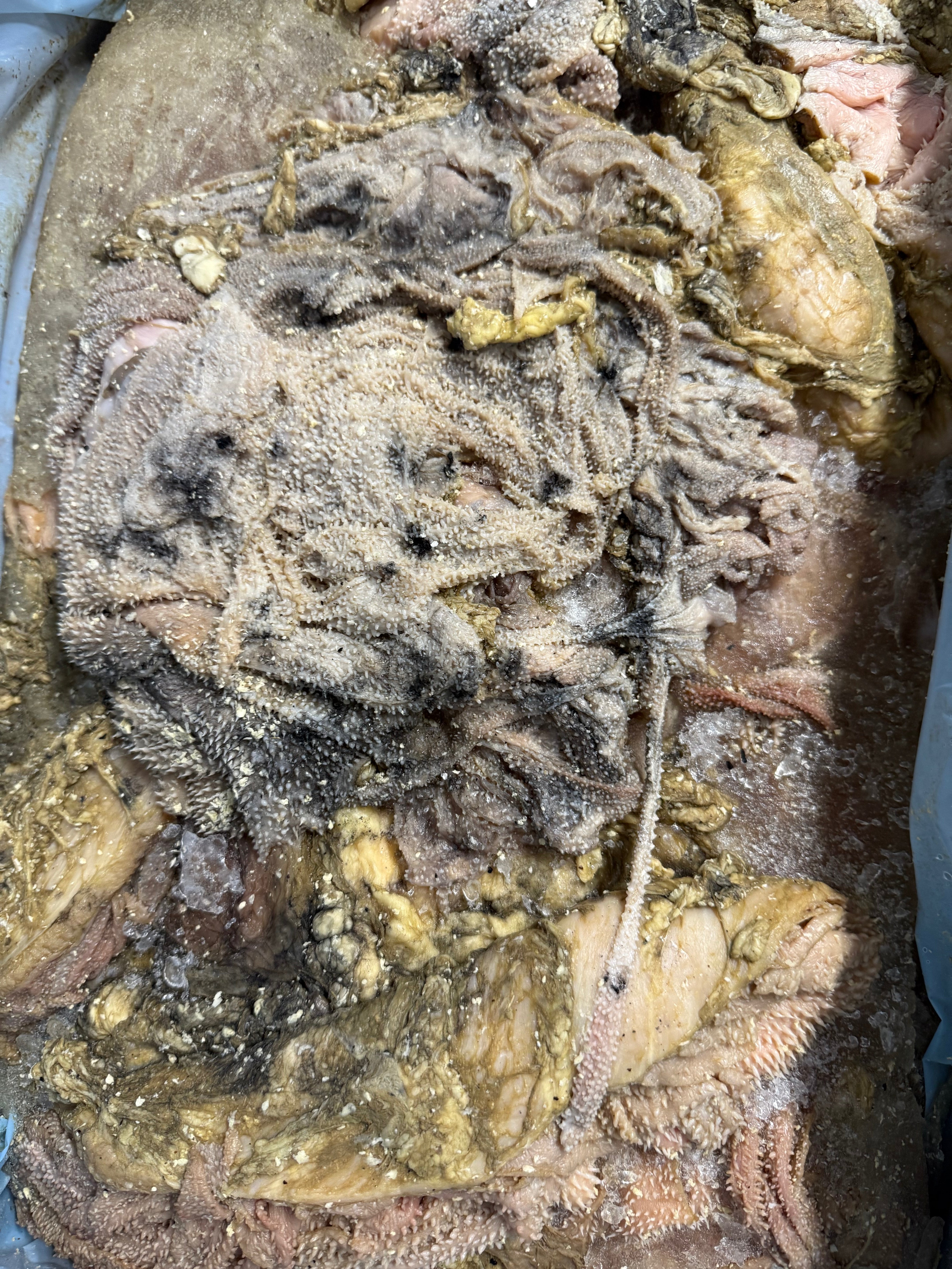 Raw Beef Green Tripe 50 Pound Bulk