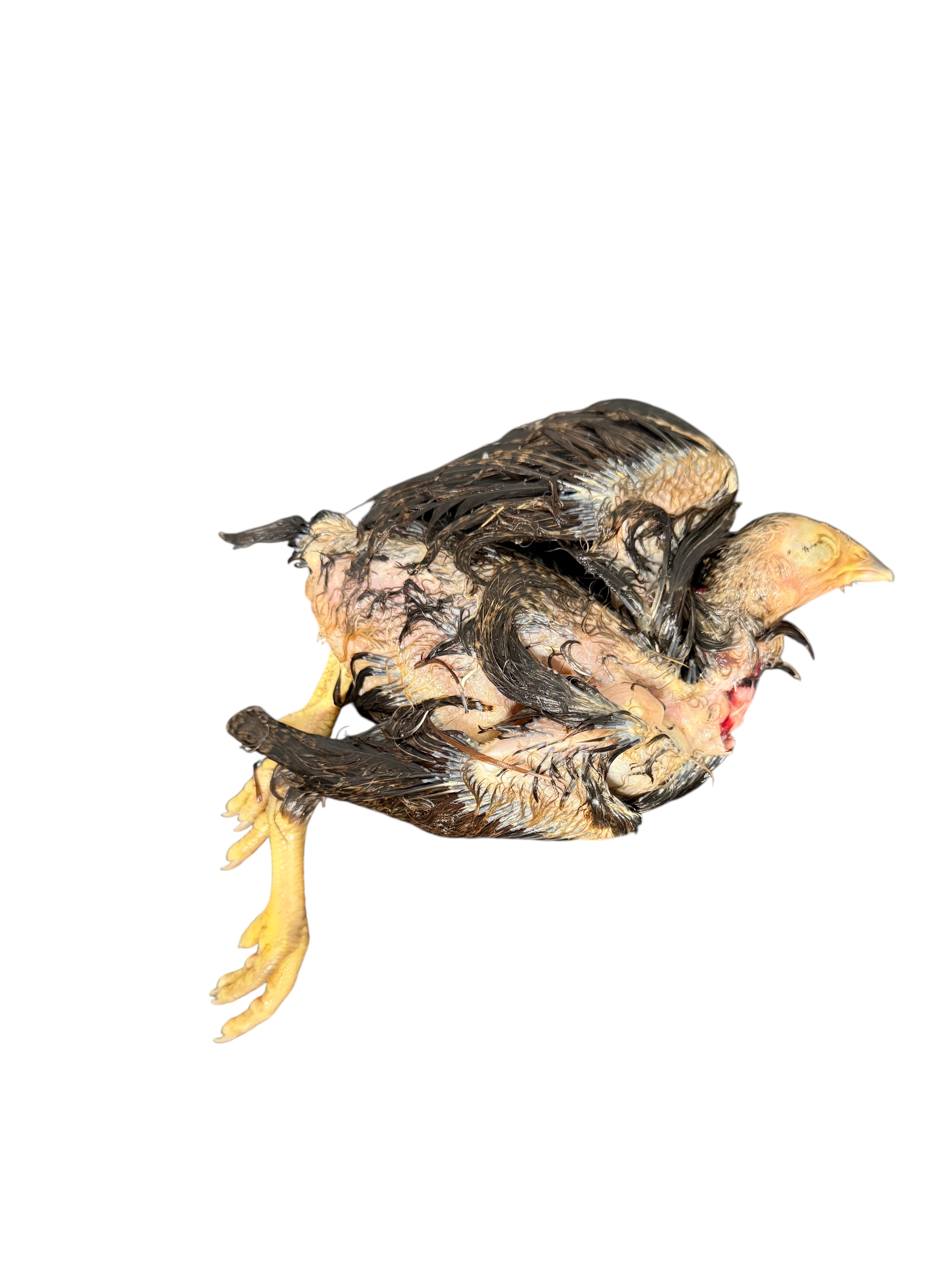 Whole Prey Pullet
