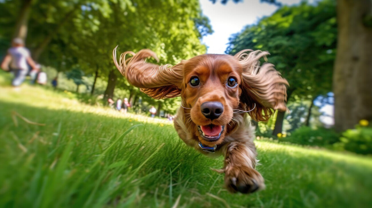 Warm or Cool Energy Pet? Achieve Balance with Food Ying & Yang