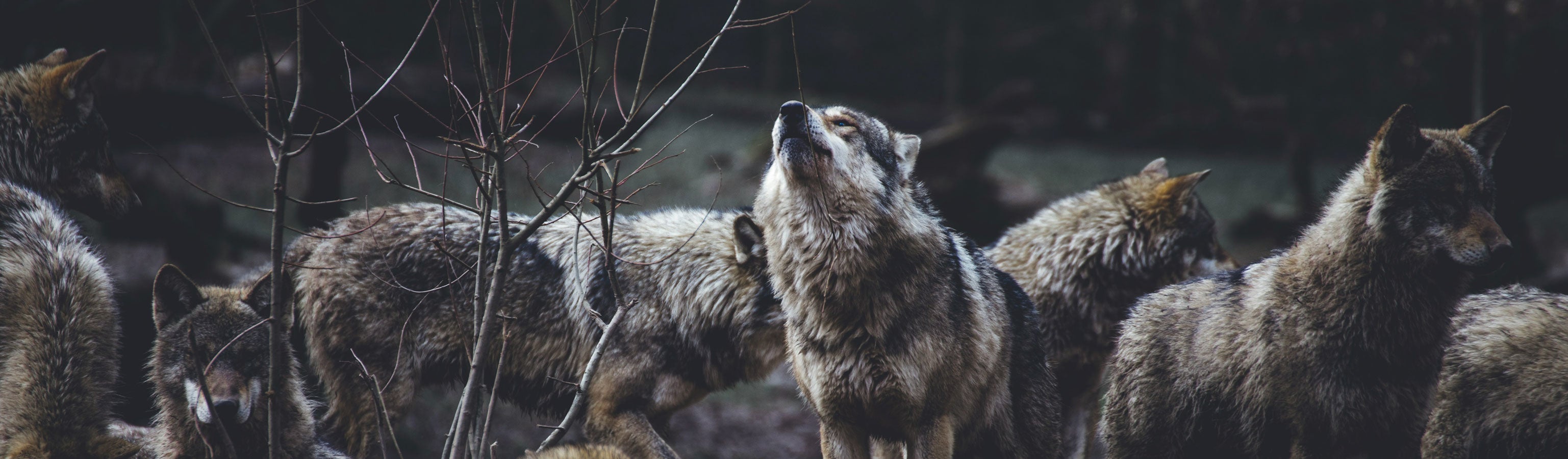 Raw for Dogs